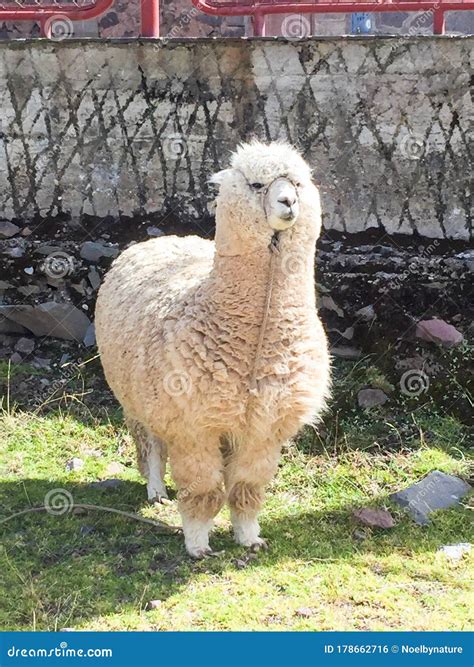 Fat alpaca in Puno, Peru stock photo. Image of curly - 178662716