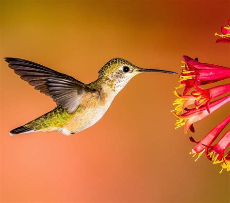 Hummingbirds! | Audubon Rockies