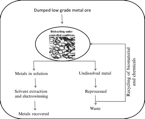 3 Steps involved in bioleaching of metals from low grade ores ...