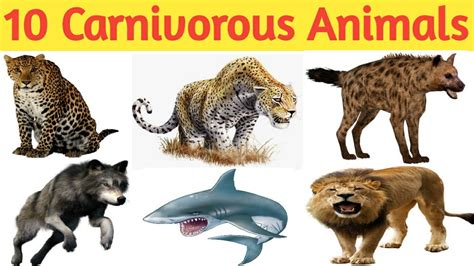 10 Carnivorous Animals Name| List Of 10 Carnivores Animals In English ...