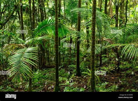 Forest scene, Caribbean National Forest (El Yunque rain forest), Puerto ...