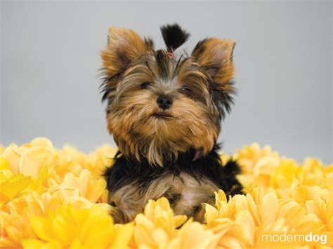 Puppies! Free Modern Dog Wallpaper | Modern Dog magazine