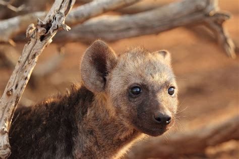 Spotted Hyena Facts, Pictures & Video. In-Depth Information On A ...