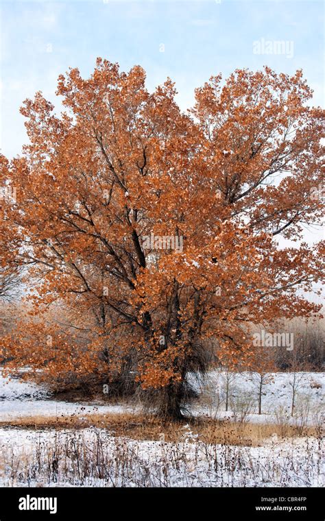 Cottonwood Tree in Fall Foliage Stock Photo - Alamy