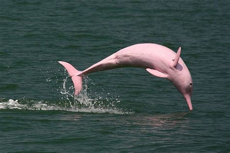 Amazon Rainforest Pink Dolphin - Facts, Behavior, Where to See it & More