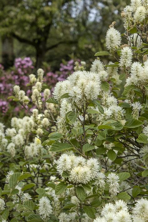 Mount Airy Fothergilla, Fothergilla major 'Mount Airy', Monrovia Plant