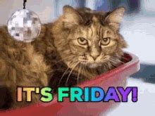 Friday Cat Meme GIFs | Tenor