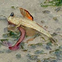 Gold-spotted mudskipper (Periophthalmus chrysospilos)