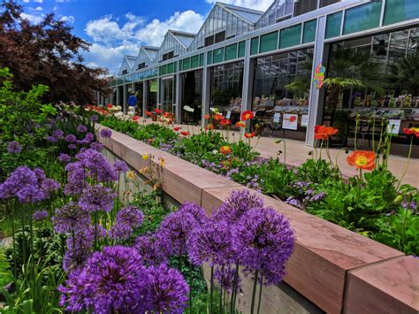 Alliums in bloom at Denver Botanic Gardens Denver Colorado 1 - 2TravelDads