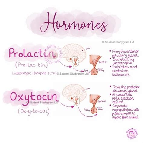 Breastfeeding Hormones – Prolactin and Oxytocin – Digital Downloads ...