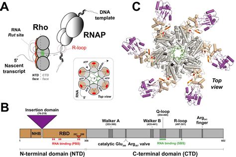 Transcription termination factor Rho. (A) A model of Rho-dependent ...