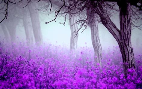 Purple Flowers Wallpapers - Wallpaper Cave