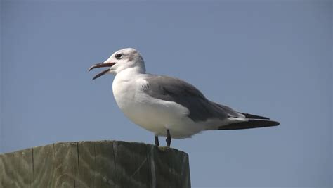 Seagull Stands On Pier Piling Stock Footage Video (100% Royalty-free ...