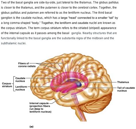 what is corpus striatum?