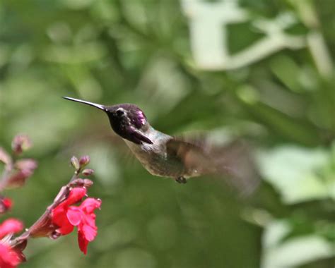 Pictures and information on Costa's Hummingbird