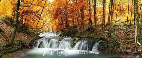 Autumn Forest Waterfall Wallpaper Mural by Magic Murals