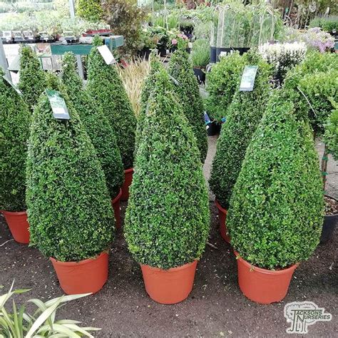 Buxus Sempervirens Topiary