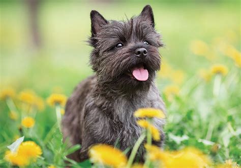 Cairn Terrier Puppies Behavior And Characteristics In Different Months ...