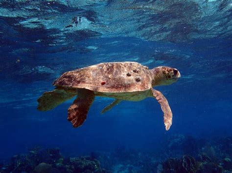 Sea Turtle Conservation Program - Oceanic Society