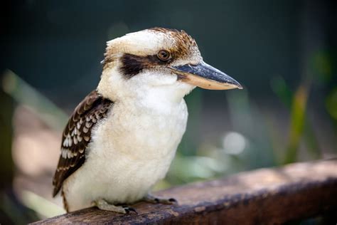 6 aves increíbles que sólo puedes encontrar en Australia - National ...