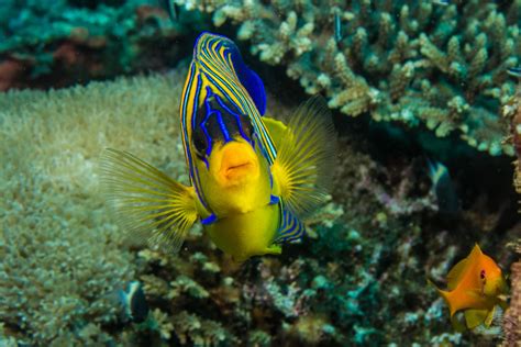 Regal Angelfish Facts and Photographs | Seaunseen