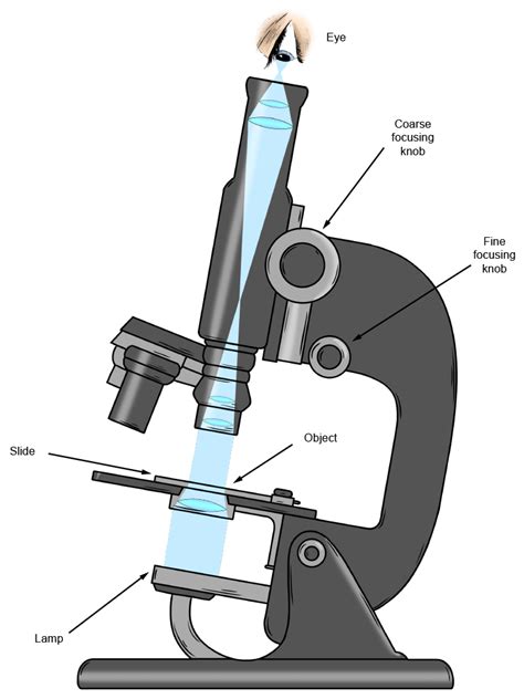 Describe How Convex Lenses Are Used in Microscopes - MinakruwSharp