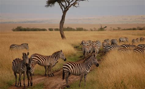 Kenya Wildlife Safari to Masai-Mara National Park