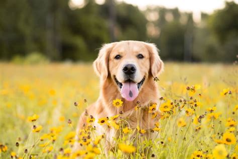 Ehrlichiosis in Dogs, Thousand Oaks Vets