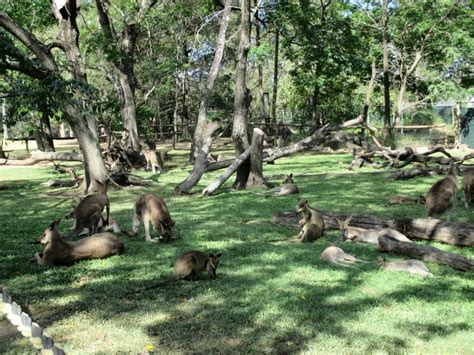 A day at the Lone Pine Koala Sanctuary, Brisbane - Magnificent Escape