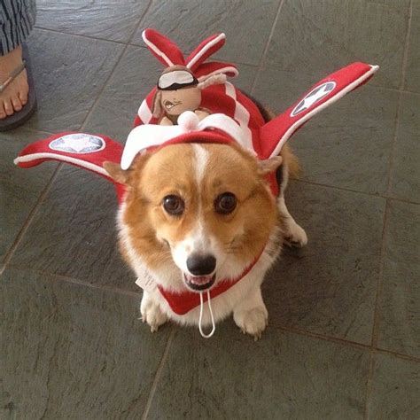 17 Best images about Corgis in Costumes! on Pinterest | Happy, Lobsters ...