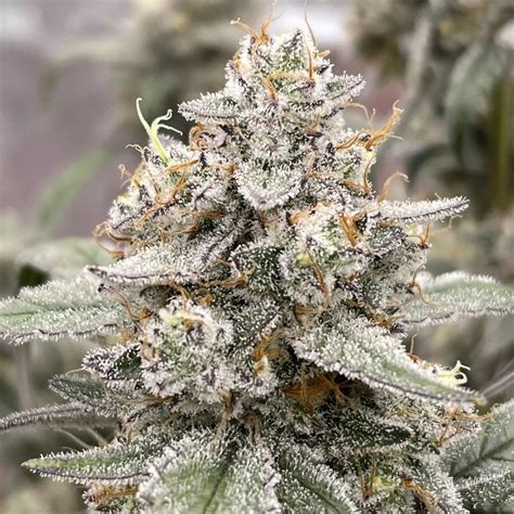 Tinto de Verano - Mephisto Genetics » SeedTopia Cannabis Seeds Shop in ...