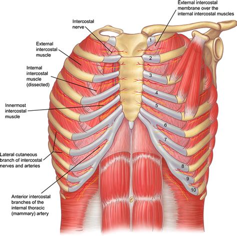 Posterior Rib Cage Muscles - What Is The Role Of Intercostal Muscles In ...