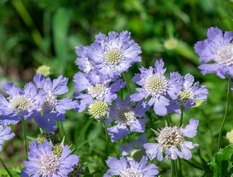 How to Grow & Care for Scabiosa: A Comprehensive Guide