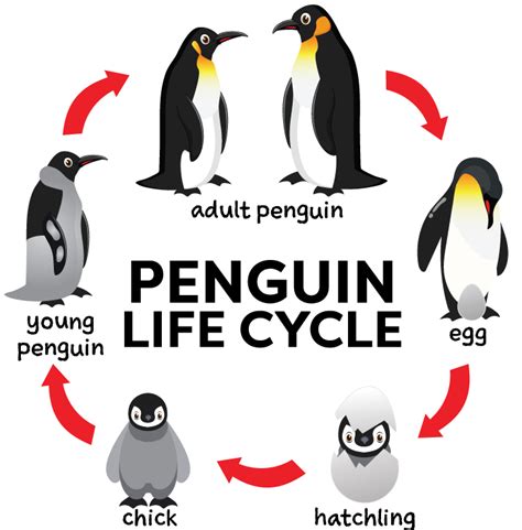 Penguin Life Cycle: Educational Graphic