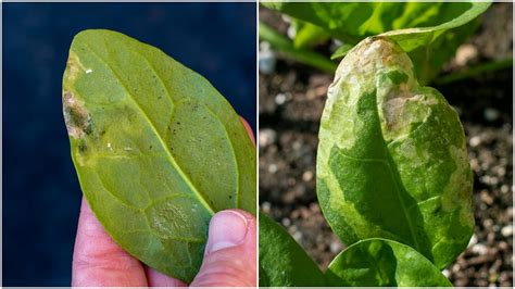 Spotting Leaf Miner Damage & How To Get Rid Of This Hungry Pest