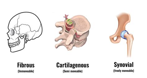 Types Of Joints - Synovial, Cartilaginous, Fibrous explained