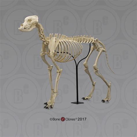 Large Dog Skeleton, Articulated - Bone Clones - Osteological Reproductions