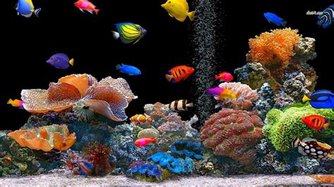 Fish Picture, Colorful Fish Wallpaper, #8145