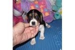 Beaglier Puppies for Sale from Reputable Dog Breeders