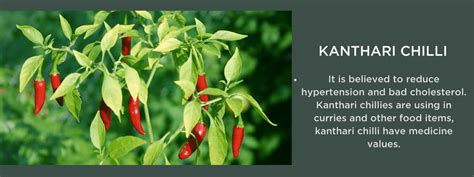 Kanthari chilli - Health Benefits, Uses and Important Facts ...