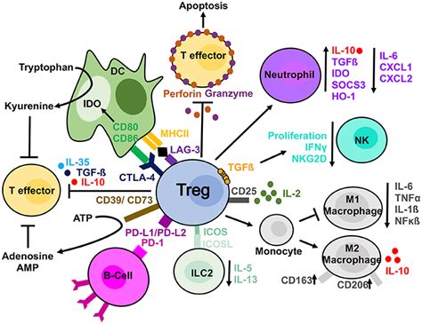 Frontiers | Past, Present, and Future of Regulatory T Cell Therapy in ...