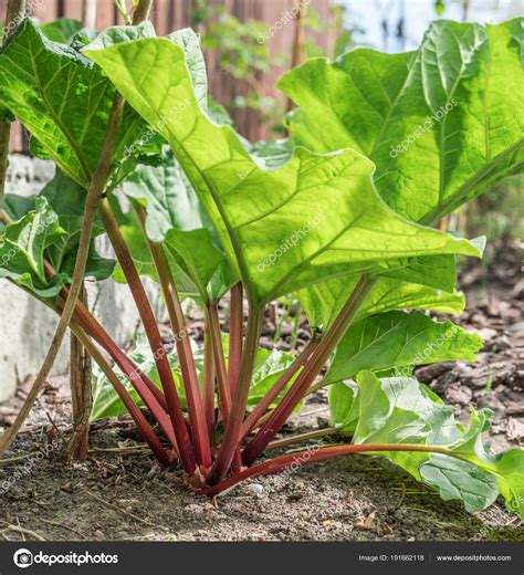 Pictures : rhubarb plants | Rhubarb plant in the garden. Close up ...