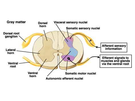 Spinal Cord Cross Section Diagram Spinal Cord Cross Section Diagram ...