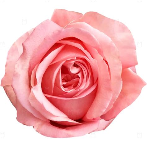 Free delivery - Premium - Pink Expression - Pink Roses - Flowers Near ...