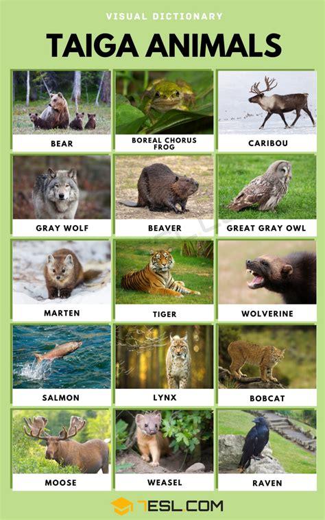 Taiga Animals Names and List of Taiga Animals in English • 7ESL