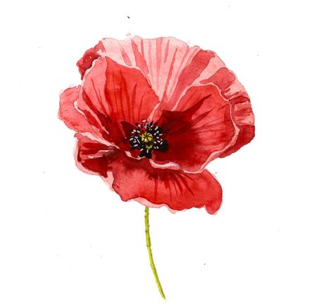 Discover the Beauty of Watercolor Poppy Painting