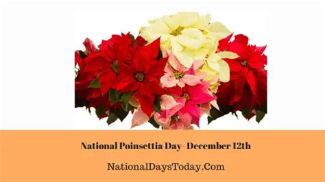 National Poinsettia Day 2023 - Things Everyone Should Know