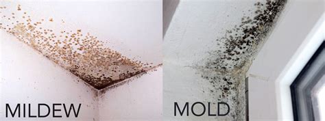 Mold Vs. Mildew - Express Mold Services