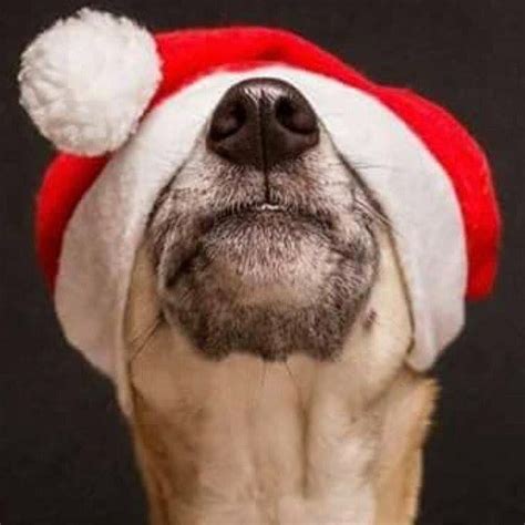 Dog wearing Santa Hat Santa Claus Hat, Santa Paws, Funny Animals, Cute ...