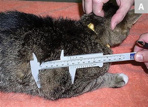 Feline Injection-Site Sarcoma Assessment | Clinician's Brief